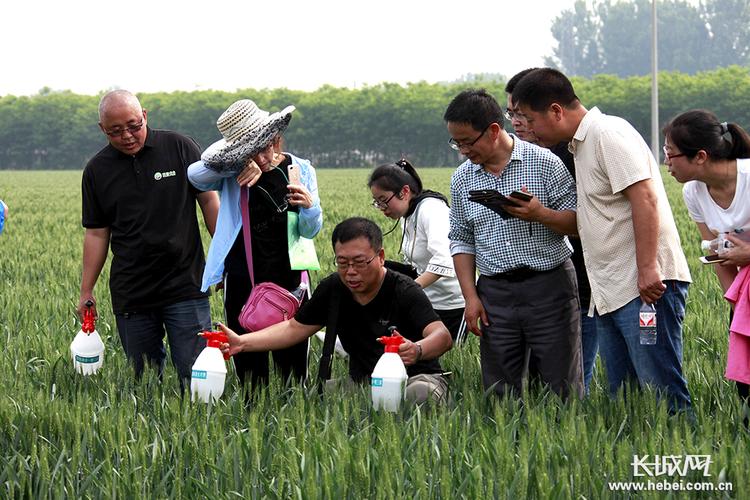 唐山遵化:推广小麦病虫害防治新技术